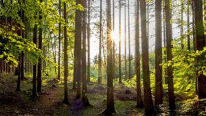 Licht und Schatten im Bayerischen Wald, die Kulisse von Christoph Nußbaumeders Roman bildet. Foto: imago/P. Widmann