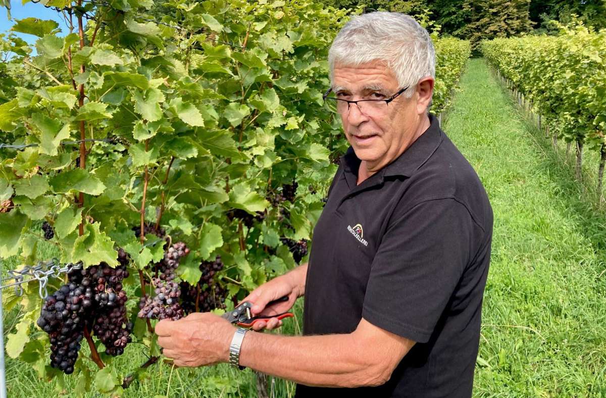 Bleibt alles hängen: In diesem Weinberg bei Winnenden können die Trauben zu nichts mehr gebraucht werden, erklärt Karl-Heinz Eckstein.