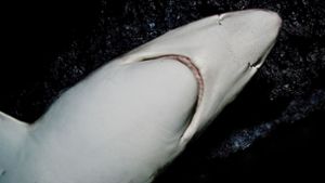 Blauhaie erreichen eine Körperlänge von bis zu 3,4 Meter. (Symbolbild) Foto: mauritius Images