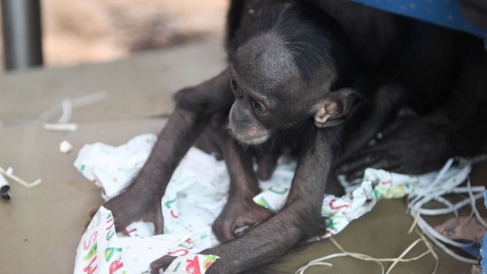 Weihnachtsgeschenke für die Bonobos