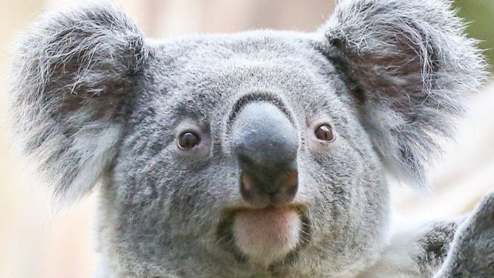 Australierin findet Koala im Christbaum