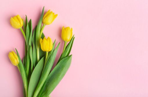 Warum Tulpen ihre Köpfe hängen lassen und was Sie dagegen tun können, erfahren Sie hier.