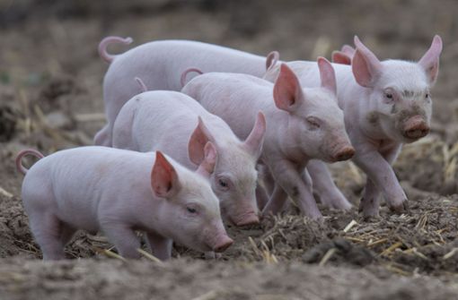 Schweinezüchter in Baden-Württemberg werden von hohen Kosten für Energie und Futter belastet. (Symbolbild) Foto: dpa/Boris Roessler