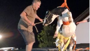 Mit einem Kran muss die Kuh aus ihrer misslichen Lage befreit werden. Foto: Kreispolizeibehörde Oberbergisch
