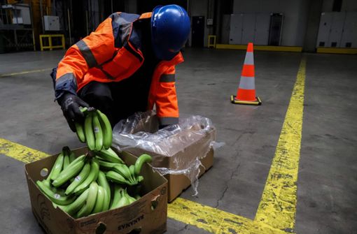 Genaue Kontrolle vor der Einfuhr. Die Drogen aus Übersee sind im Hafen von Antwerpen oft in Bananenkisten versteckt. Foto: AFP/VALERIA MONGELLI