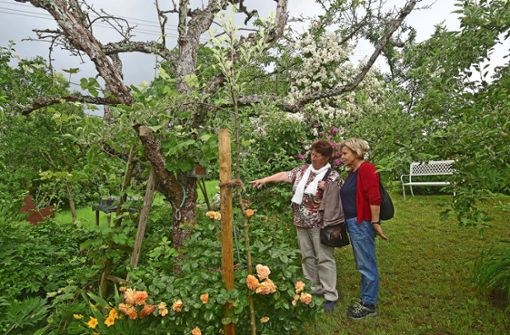 Auch in diesem Jahr öffnet der  Garten von Michael Eppinger in Esslingen-Rüdern  seine Tür für Besucherinnen und Besucher der Veranstaltung „Offene Gärten“. Foto: /Gaby Weiß