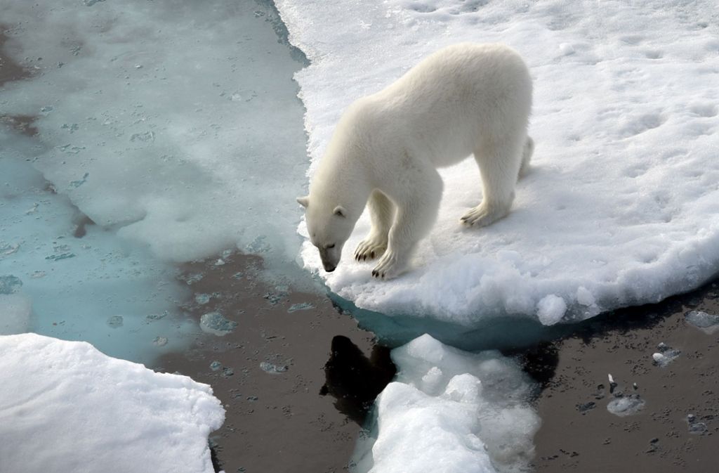25.000 Eisbären gibt es noch auf der Erde. Aber die Tiere sind – wie dieses auf einer Eisscholle in der Arktis – durch die Erhitzung der Erdatmosphäre und die Eisschmelze bedroht.