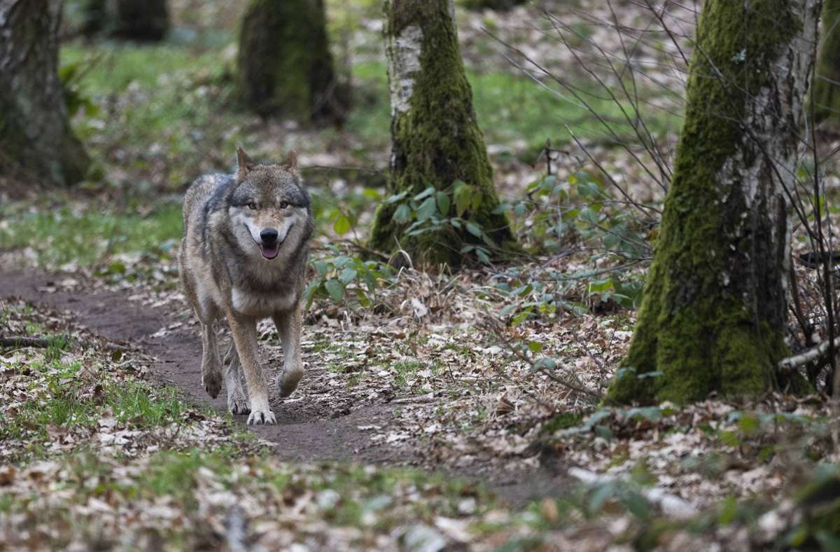 Bei Dettenheim im Kreis Karlsruhe geriet ein Wolf in eine Fotofalle (Symbolbild). Foto: IMAGO/rheinmainfoto/IMAGO
