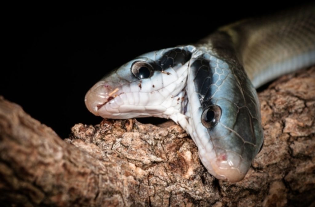 Eine Schlange mit zwei Köpfen ist zurzeit im Rostocker Zoo zu sehen. Foto: Zoo Rostock
