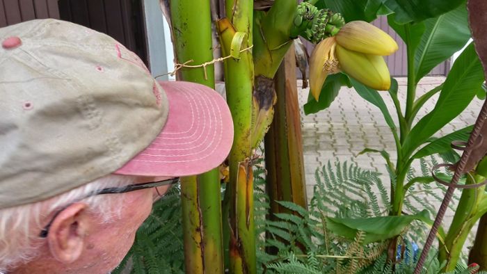 Bananen blühen am Kappelberg