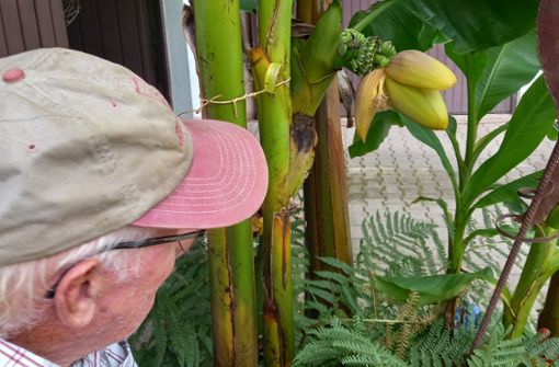 Manfred Seibold zeigt die Blüte an seiner Bananenstaude im Hof.Foto: Eva Schäfer Foto:  