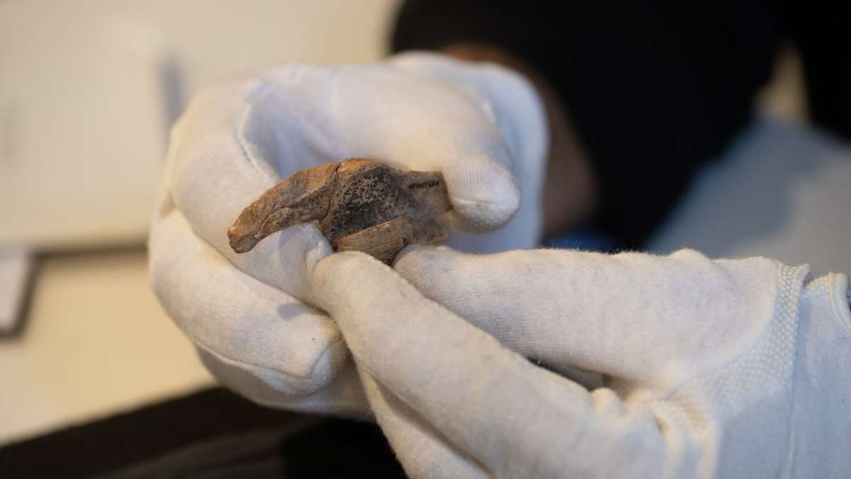 Archäologie: 35 000 Jahre alte Pferdefigur entpuppt sich als Bär