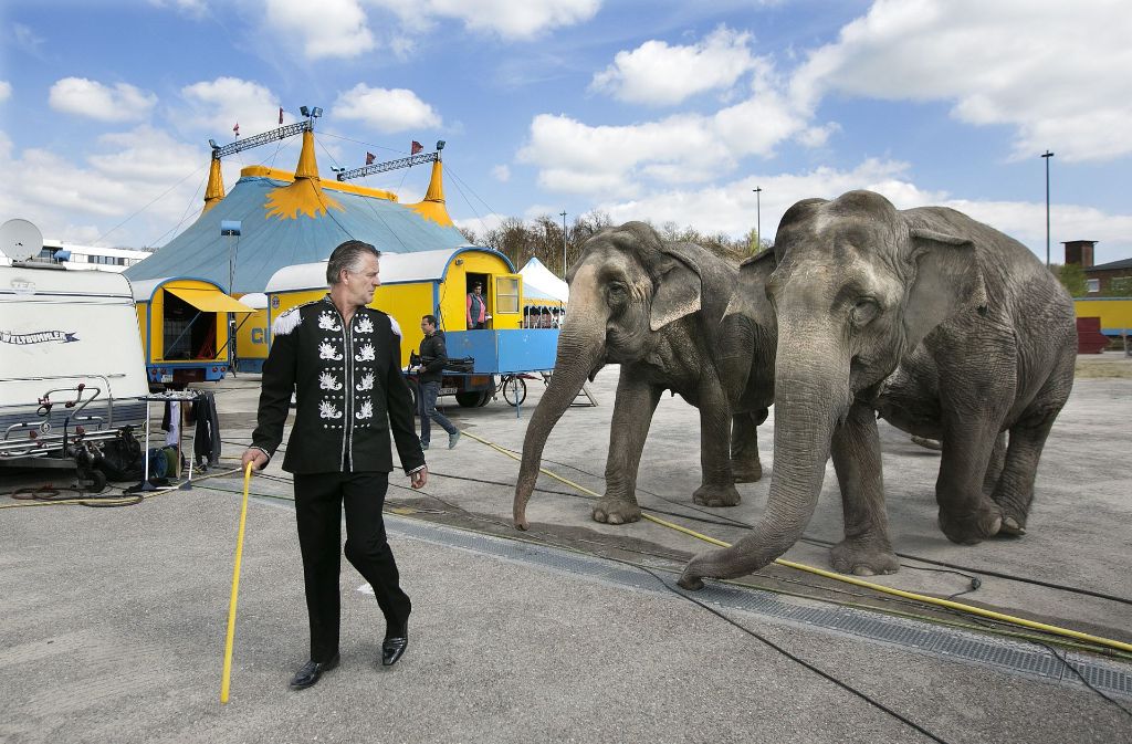 Der Zirkusdirektor Roman Zinnecker und zwei der drei Zirkuselefanten Foto: Horst Rudel