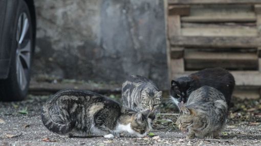 Streunende Katzen – Behörden machten in Frankreich einen grausigen Fund. (Symbolbild) Foto: IMAGO/Funke Foto Services/IMAGO/Michael Dahlke