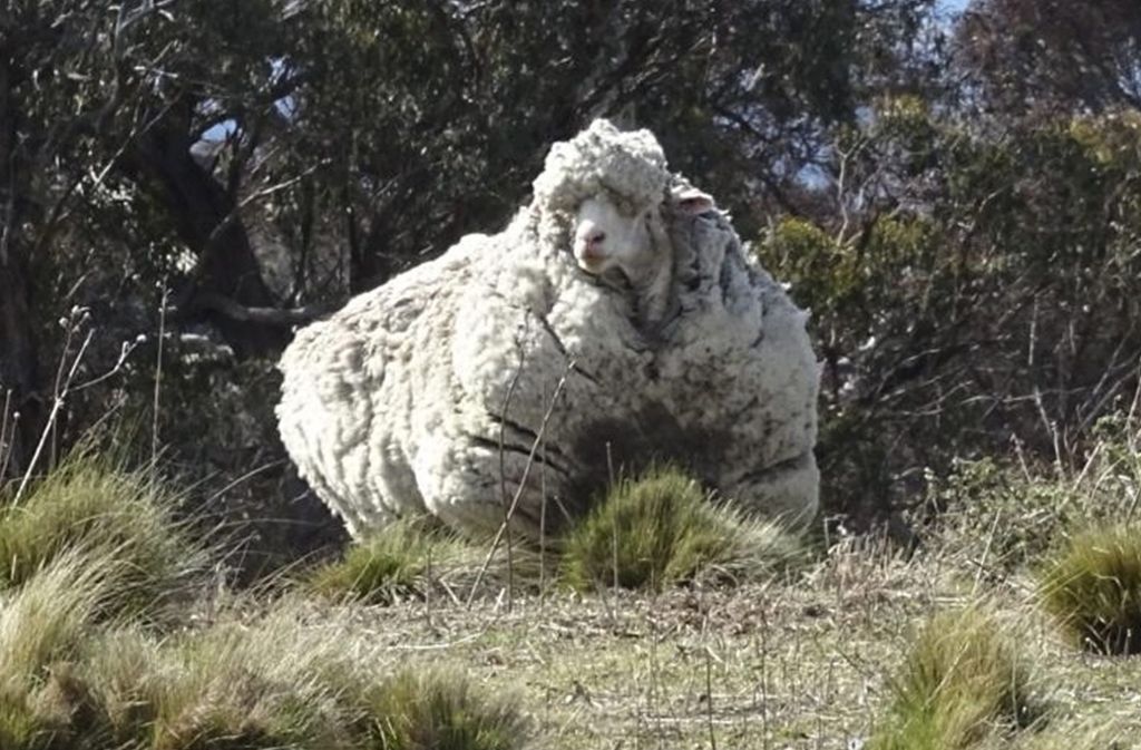 Das Schaf hatte 2015 rekordverdächtige 42,3 Kilogramm Wolle auf die Waage gebracht. Foto: dpa/Rspca