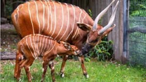 Artenschutz in der Wilhelma: Bedrohte Antilopen-Art im Stuttgarter Zoo geboren