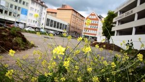 Auch die Blumen am Rand des Areals vermögen die Tristesse auf dem Platz am Züblin-Parkhaus nicht zu vertreiben. Foto: Ralf Recklies