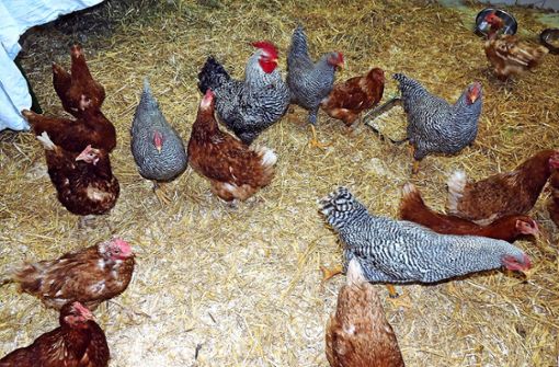Die Ende Juli eingetroffenen 25 Hennen haben bereits neue Besitzer. Acht Hähne suchen noch Tierfreunde. Foto:  