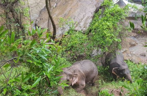 In Thailand sind insgesamt elf Elefanten von einer Klippe gestürzt und gestorben. Foto: dpa/Uncredited