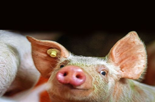 Knapp 1,8 Millionen Schweine sind zuletzt im Land  gehalten worden. Foto: dpa