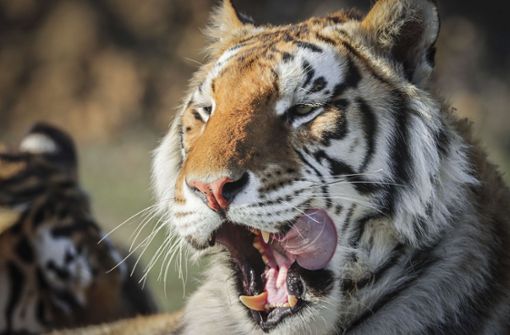 Ein Tiger aus einem New Yorker Zoo wurde positiv auf das Coronavirus getestet. (Symbolbild) Foto: AFP/Marc Piscotty