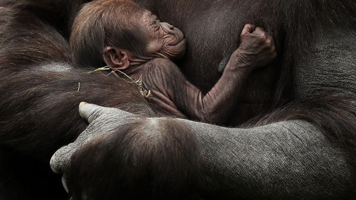 Zuckersüßer Gorilla-Nachwuchs im Dubliner Zoo