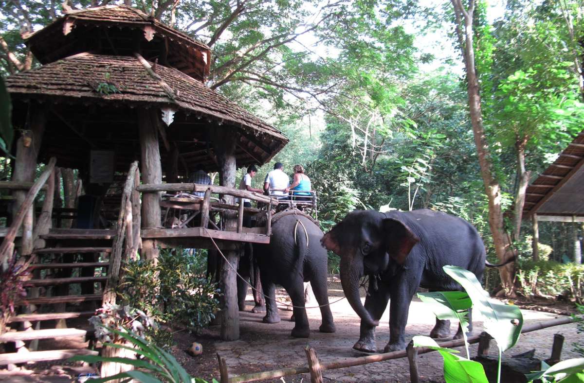 Touristen und freiwillige Helfer können im Park lernen, wie Elefanten artgerecht behandelt werden.