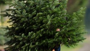 Damit der Weihnachtsbaum zuhause möglichst lange frisch bleibt, rät die Schutzgemeinschaft Deutscher Wald zu einem Esslöffel Zucker im Wasser. Foto: dpa
