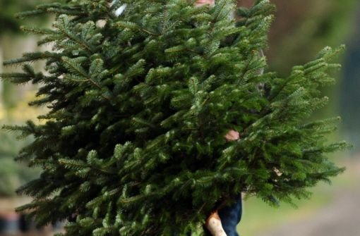 Damit der Weihnachtsbaum zuhause möglichst lange frisch bleibt, rät die Schutzgemeinschaft Deutscher Wald zu einem Esslöffel Zucker im Wasser. Foto: dpa