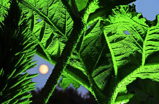 Mond- und Sternenkalender spielen bei biodynamischen Gärten eine wichtige Rolle. Foto: dpa/Ingo Wagner