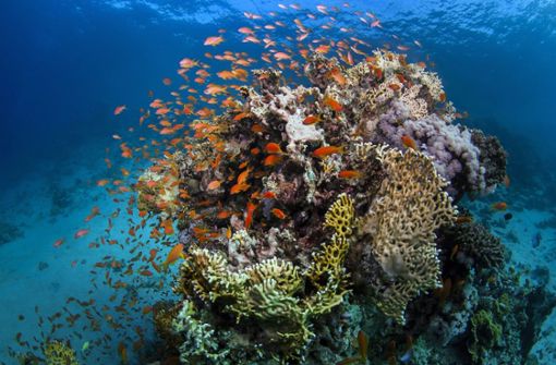 Das australische Great Barrier Reef ist akut bedroht. Foto: dpa