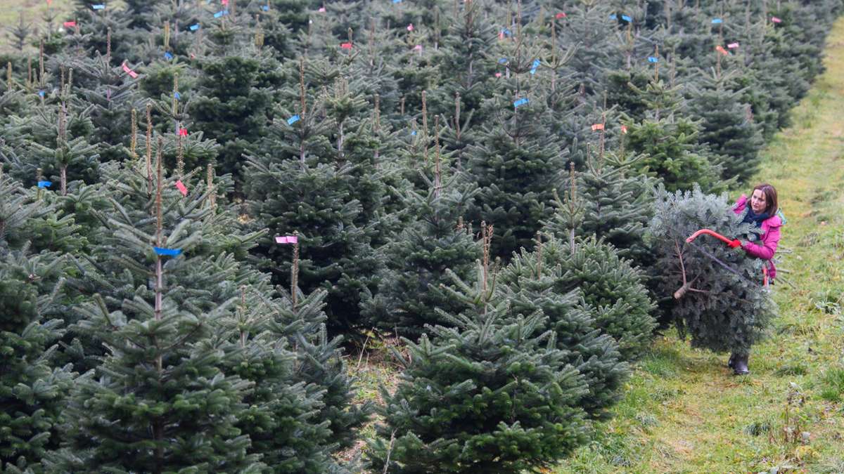 Folgen der Hitze: Warum Weihnachtsbäume dieses Jahr teurer werden