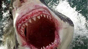 Ein Weißer Hai ist in Australien in das Boot eines Fischers gesprungen. (Symbolbild) Foto: NEWS LTD