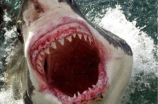 Ein Weißer Hai ist in Australien in das Boot eines Fischers gesprungen. (Symbolbild) Foto: NEWS LTD