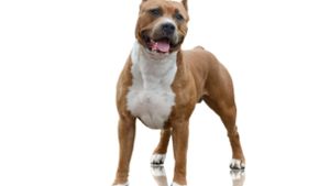 Amstaffs und Amstaff-Mischlinge sind Listenhunde, die man anmelden muss. Foto: geptays - stock.adobe.com