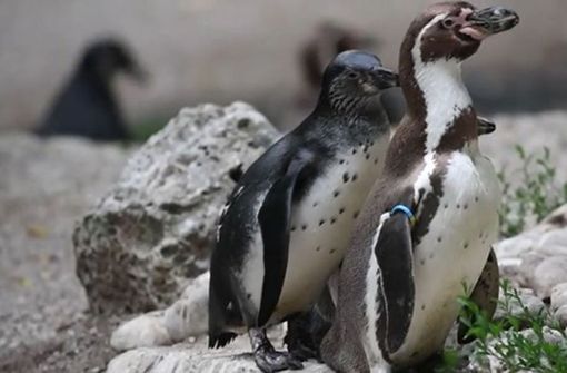 Zwei männliche Pinguine, die wie im Münchner Tierpark ein Ei behüten, sind keine Seltenheit im Tierreich. Foto: Glomex/BuzzBee