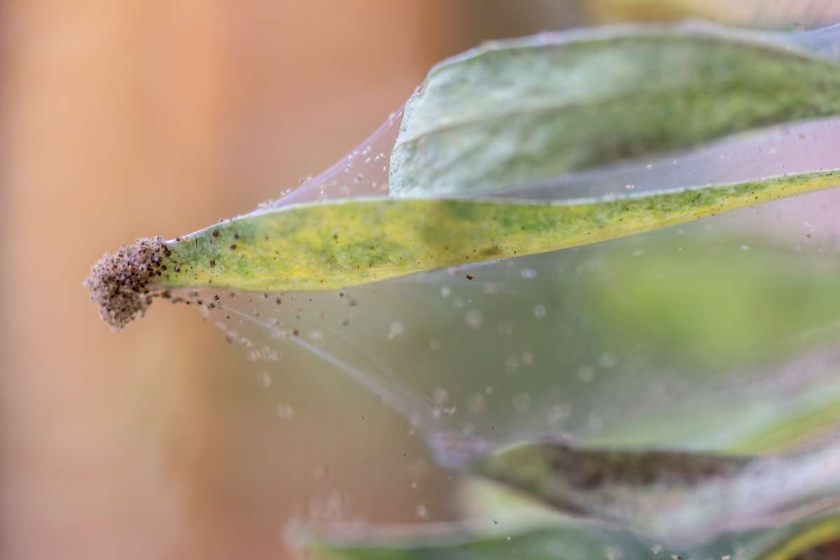 Was hilft gegen Schädlinge an Zimmerpflanzen - zum Beispiel Spinnmilben?