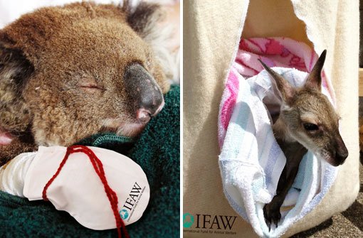 Koalas in Australien brauchen Baumwollhandschuhe für ihre verbrannten Pfoten, verlassene Känguru-Babys Beutel. Foto: Native Wildlife/dpa