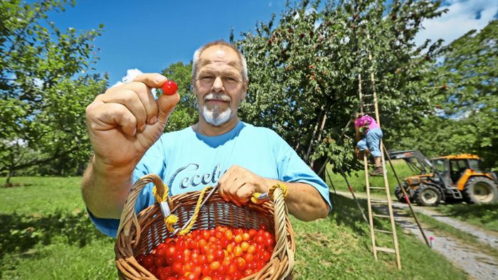 Obstbauern haben alle Hände voll zu tun