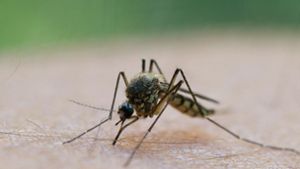Eine Mücke saugt Blut aus dem Arm eines Mannes. Die Mückensaison beginnt in diesem Jahr wesentlich früher als sonst (Archivfoto). Foto: Patrick Pleul/dpa-Zentralbild/dp/Patrick Pleul