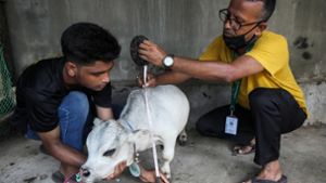Mini-Kuh Rani  stirbt - und wird als kleinste Kuh der Welt anerkannt