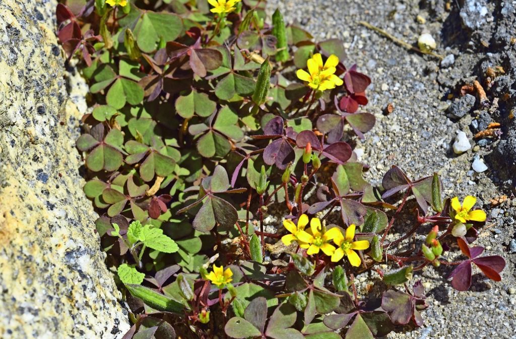 Die hübschen gelben Blüten täuschen. Selbst Pflanzenliebhabern wie Harald Schäfer vergeht beim Anblick von Sauerklee –  egal ob steif oder gehörnt –  in Terrassenritzen und Beeten das Mitleid.