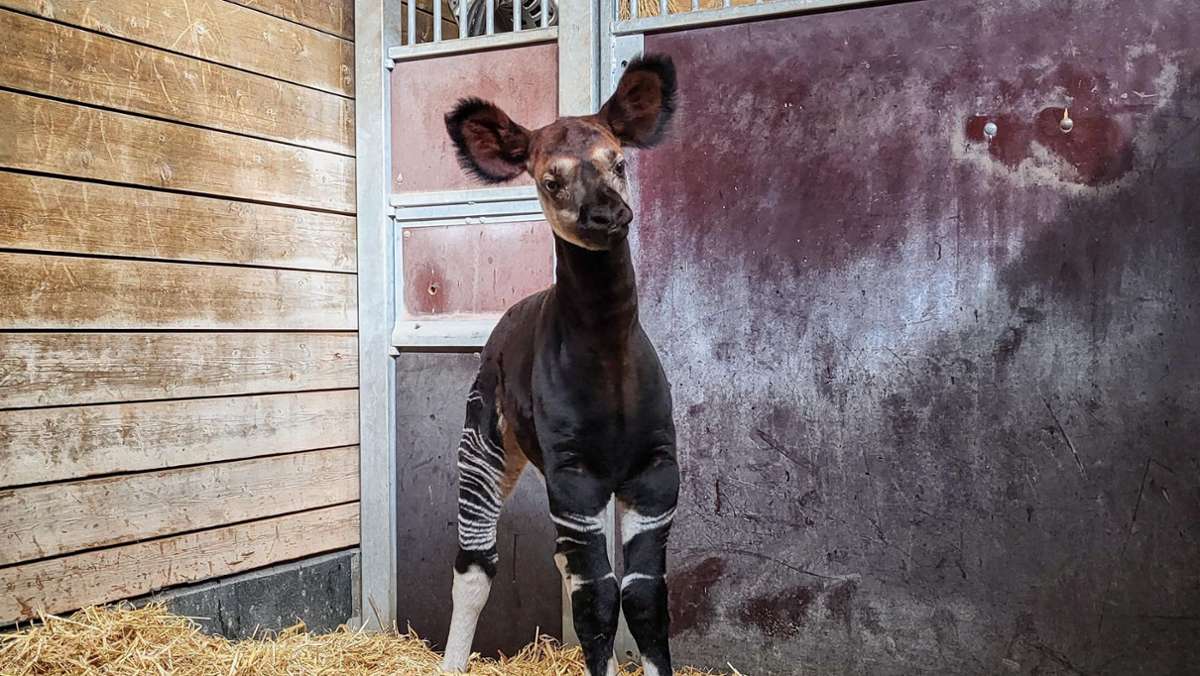 Wilhelma in Stuttgart: Nachwuchs bei den seltenen Okapis