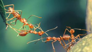 Was hilft gegen Ameisen? - 9 wirkungsvolle Hausmittel