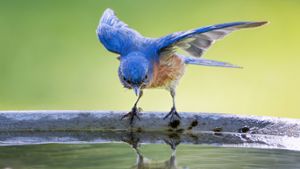 Vogeltränke für den Garten: Tipps zur Auswahl und Pflege