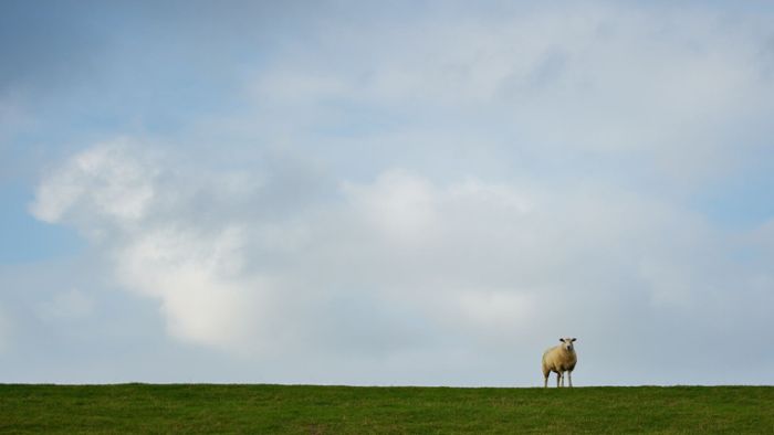 Unbekannter erschießt neun Schafe und Ziegen auf Weide