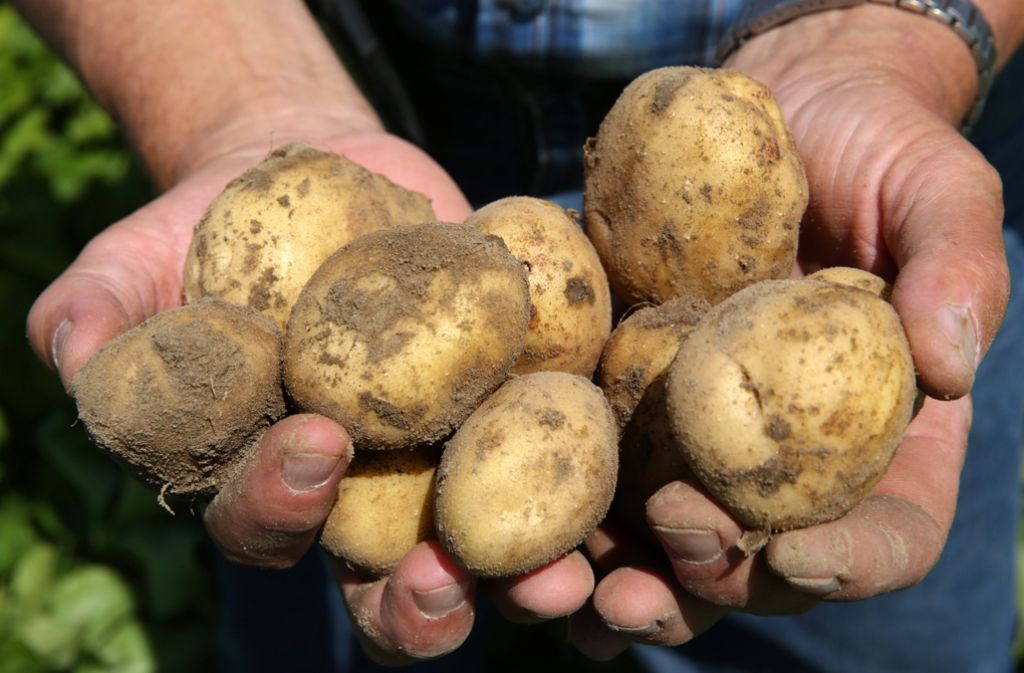 Ob eine Kartoffel „Franziska“ oder „Linda“ heißen darf, wird nach strengen Regularien entschieden. Foto: dpa-Zentralbild