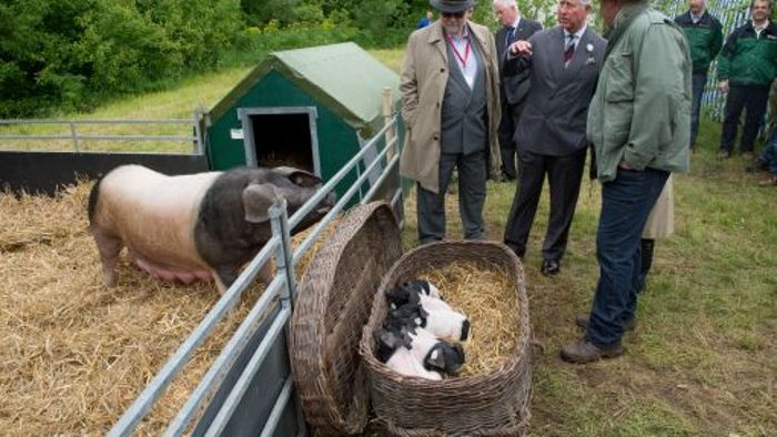 Prinz Charles im Südwesten: Königlicher Spaß am Schweinegatter