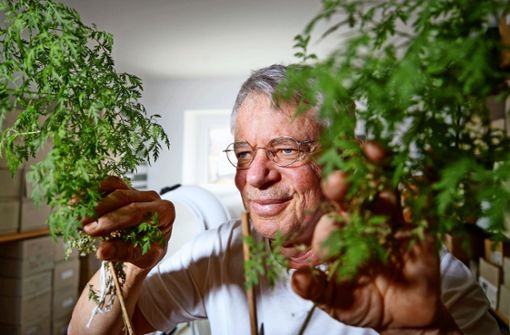 Hans-Martin Hirt weiß aus eigener Erfahrung um die Wirksamkeit der Pflanze Artemisia annua. Foto:  