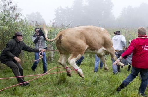 Es brauchte mehrere Helfer und ein Betäubungsgewehr, um die freiheitsliebende Kuh Yvonne schließlich einzufangen. Foto: dapd